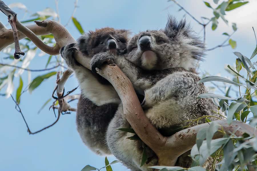 Melbourne: Great Ocean Road, 12 Apostles & Rainforest Tour - Serendip Sanctuary: the wildlife oasis before the coast