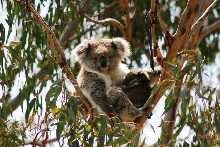 Melbourne: Great Ocean Road, 12 Apostles & Rainforest Tour - Shipwreck Coast: Loch Ard Gorge before the 12 Apostles
