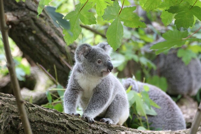 Melbourne: Great Ocean Road & Iconic Coastal Views Day Tour - Quick Take: What Makes This Tour Worth Your Time