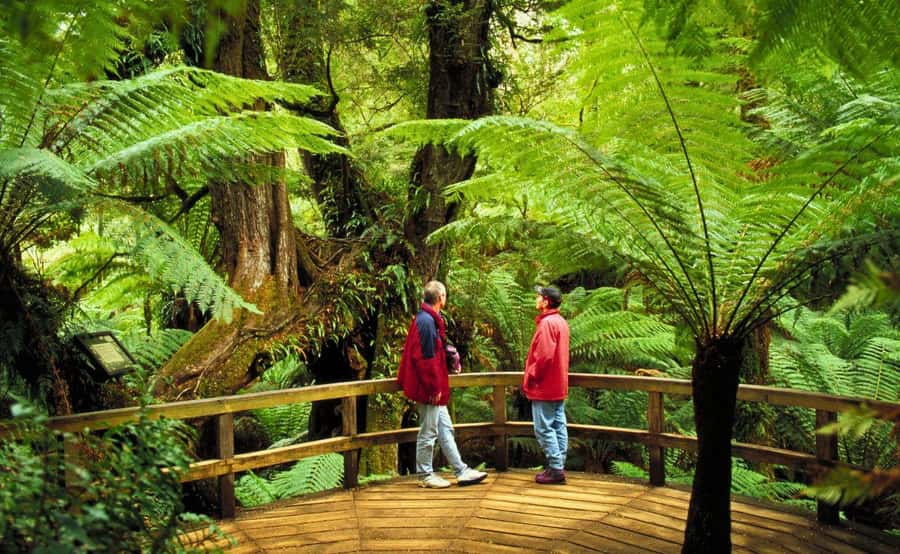 Melbourne: Great Ocean Road, Penguin Parade & Free City Tour - What It Costs (and Why It’s Actually Good Value)