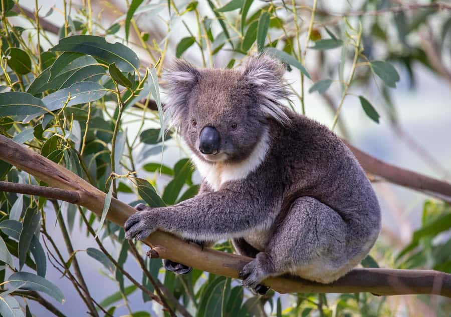 Melbourne: Great Ocean Road & Wildlife Tour for Backpackers - Twelve Apostles: Boardwalk Views, Photo Spots, and the Right Amount of Time