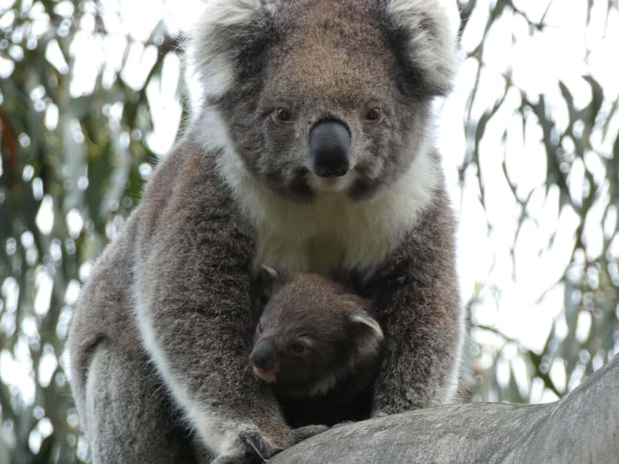 Melbourne: Great Ocean Road & Wildlife Tour for Backpackers - Apollo Bay Free Time: Lunch, Cafés, and a Breather from the Road