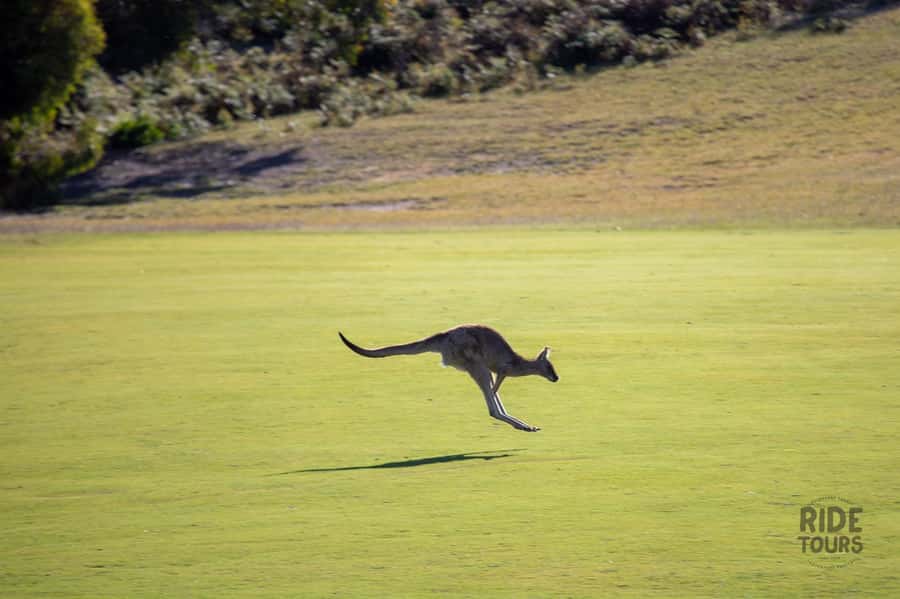 Melbourne: Great Ocean Road & Wildlife Tour for Backpackers - Kangaroos in the Fields: Late-Day Wildlife Energy