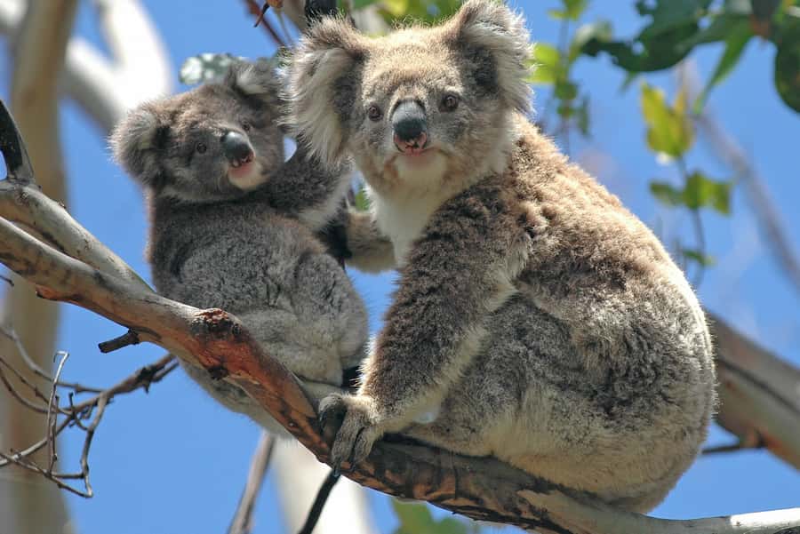 Melbourne: Healesville Sanctuary & Phillip Island Tour - The Nobbies Blowhole and Seal Rock Boardwalk Views