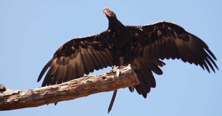 Melbourne: Healesville Sanctuary & Phillip Island Tour - Flinders Chocolate Samples and Planning Your Food Stops