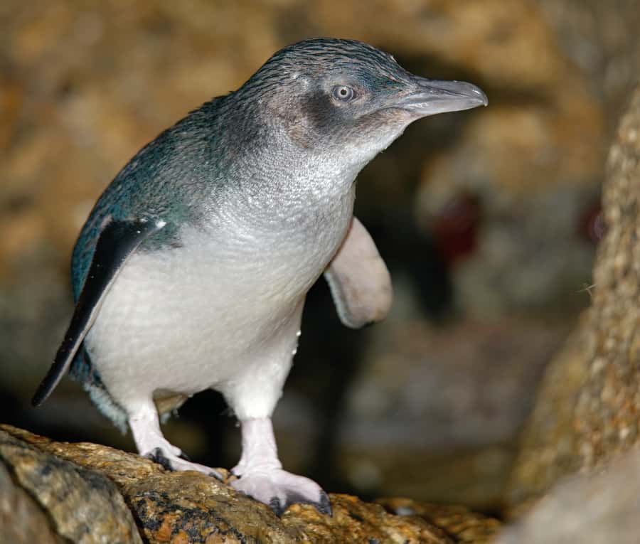 Melbourne: Healesville Sanctuary & Phillip Island Tour - Guide Quality Makes the Difference: Russell and Lorraine