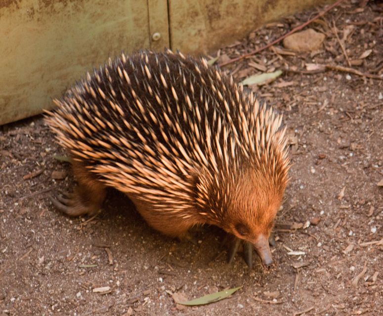 Melbourne: Healesville Sanctuary & Phillip Island Tour - Timing, Transport, and the Small Rules That Matter