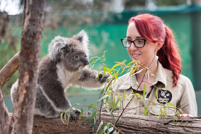 Melbourne Highlights and Aussie Wildlife Express Tour - Getting picked up and rolling in comfort