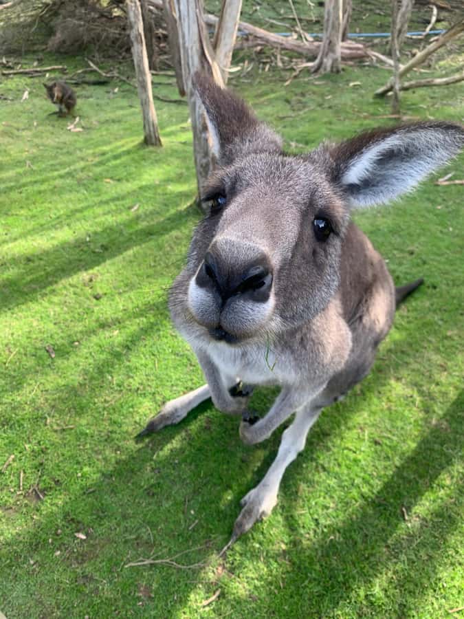 Melbourne: Moonlit Sanctuary and Brighton Beach Boxes Tour - Key Things I’d Prioritize on This Tour