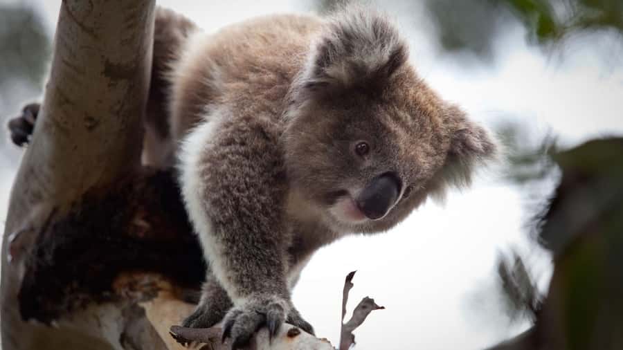 Melbourne: Moonlit Sanctuary and Brighton Beach Boxes Tour - Moonlit Sanctuary in Two Hours: The Koala and Kangaroo Payoff