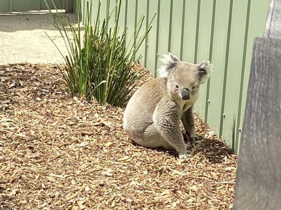 Melbourne: Moonlit Sanctuary and Brighton Beach Boxes Tour - Who Should Book This Tour—and Who Might Skip It