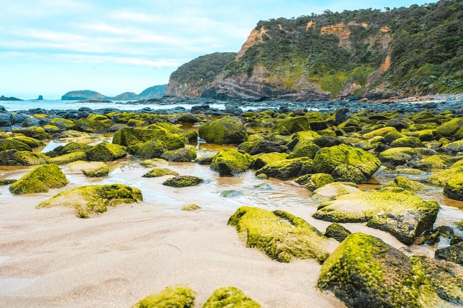 Melbourne: Mornington Peninsula & Hot Springs Tour 8 pax max - Cape Schanck lighthouse precinct: the shorter walk that keeps momentum