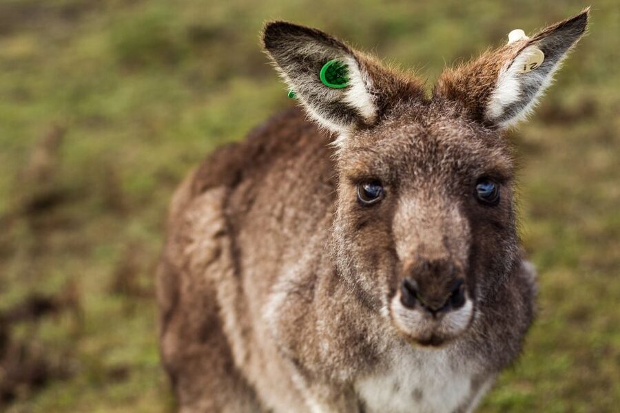 Melbourne: Mornington Peninsula & Hot Springs Tour 8 pax max - The value: why $184 works when you add up what’s included