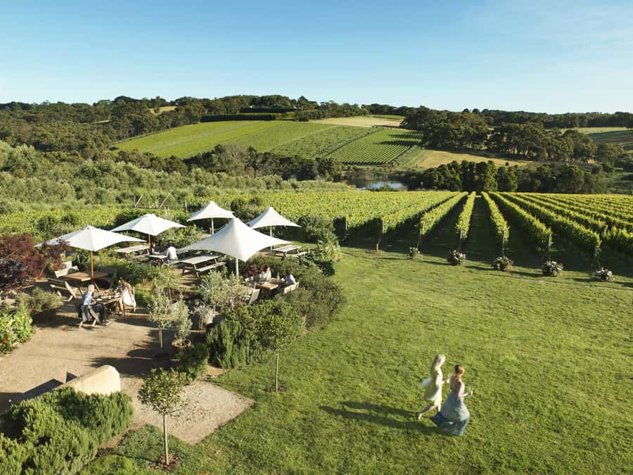 Melbourne: Mornington Peninsula Wine Day Tour - Yabby Lake Vineyard: award-winning cool-climate fruit from a big family estate