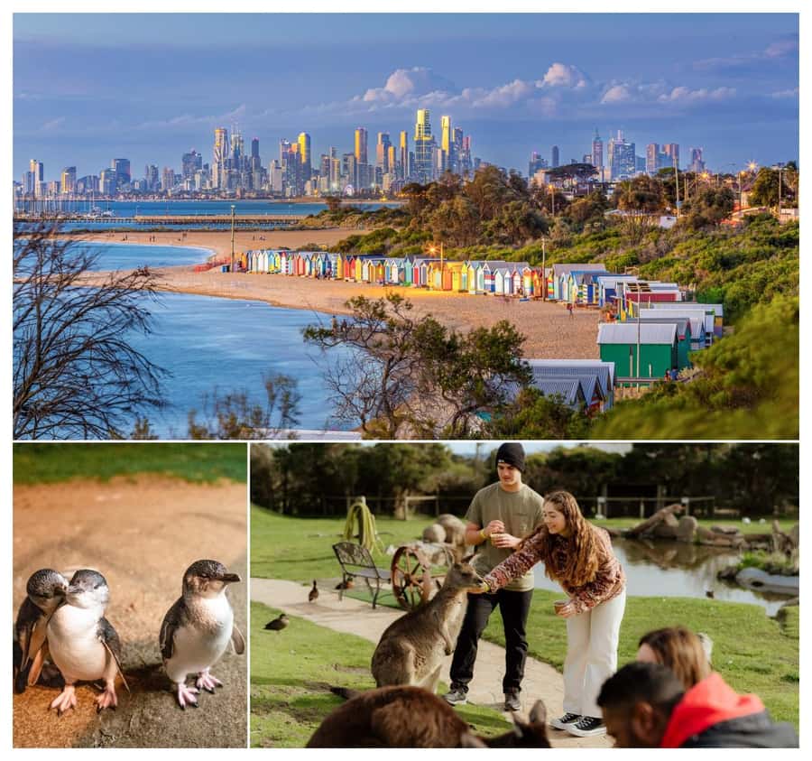 Melbourne: Penguin Parade , Koala & Brighton Bathing Boxes - Brighton Bathing Boxes: the quick stop that gives you momentum