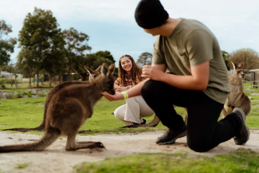 Melbourne: Penguin Parade , Koala & Brighton Bathing Boxes - Getting to the coast: pickup spots and the coach rhythm