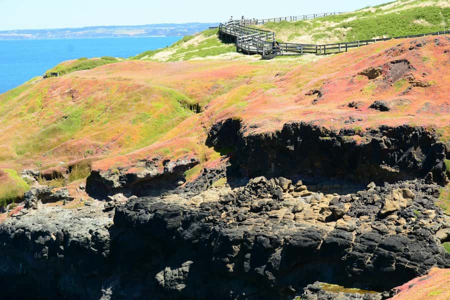 Melbourne: Penguin Parade & Phillip Island Scenic Day Tour - Penguin Parade: making the most of 1.5 hours for the little penguins