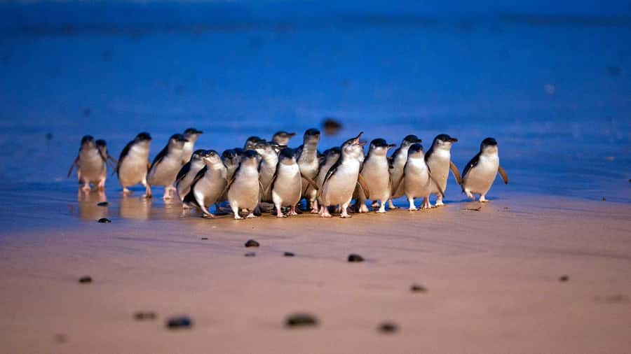Melbourne: Penguin Parade Tour with Puffing Billy Train Ride - Key things that make this tour worth your time