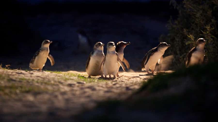 Melbourne: Penguin Parade Tour with Puffing Billy Train Ride - Tour pacing and guide style: what to expect from the human touch