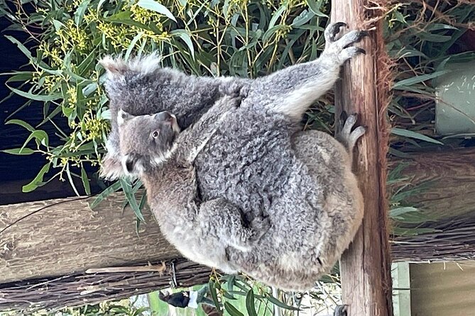 Melbourne Penguin Tour & Wildlife kangaroos koala Emu Tasi Devil - Meeting at Flinders Street, Then Straight to Ararat