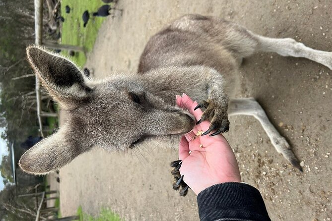Melbourne Penguin Tour & Wildlife kangaroos koala Emu Tasi Devil - Kangaroos at Ararat: Hand Feeding with Over 100 Roaming