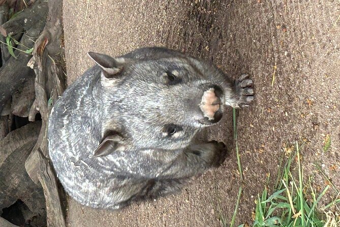 Melbourne Penguin Tour & Wildlife kangaroos koala Emu Tasi Devil - Koala Encounter: Up Close, Photos Ready