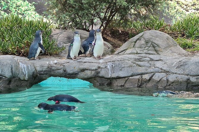 Melbourne Penguin Tour & Wildlife kangaroos koala Emu Tasi Devil - Price and What You Actually Get for $105.26