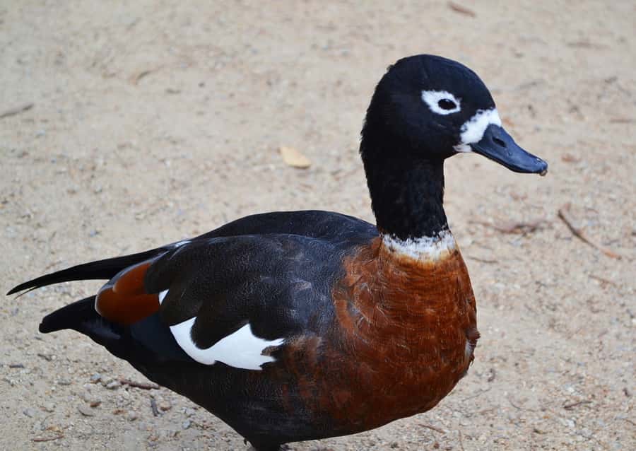 Melbourne: Peninsula Nature Private Day Trip with Dinner - Price and Value: Is $303 Worth It?