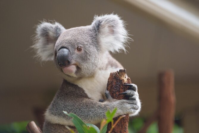 Melbourne Phillip Island 1 Day Tour - The long Melbourne drive: use the time smartly