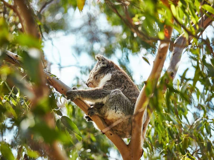 Melbourne: Phillip Island Private Trip, Penguin and Wildlife - Key things to know before you book