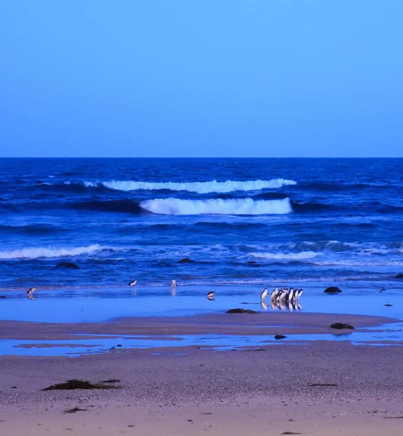 Melbourne: Phillip Island Private Trip, Penguin and Wildlife - Walking, weather, and camera rules that actually matter