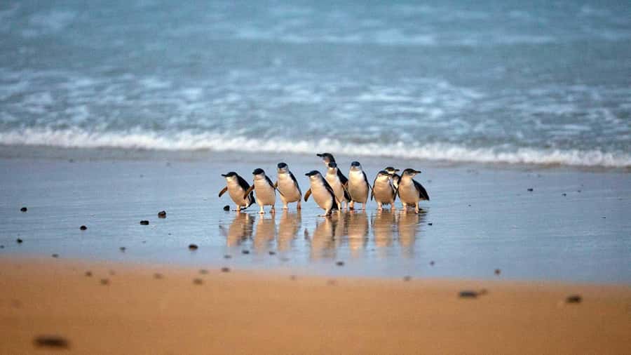 Melbourne: Phillip Island Private Trip, Penguin and Wildlife - Price and logistics: what your $261 really includes