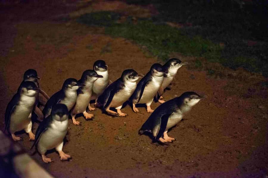 Melbourne：Phillip Island Tour 1 Day Tour - Key highlights worth marking on your plan