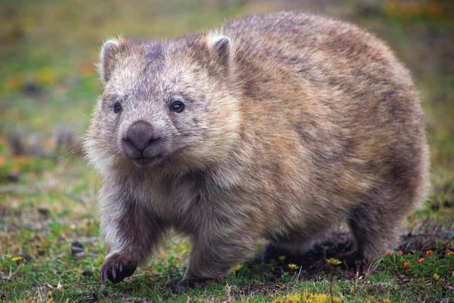Melbourne：Phillip Island Tour 1 Day Tour - The Nobbies Centre: cliffs, bird life, and rugged ocean drama