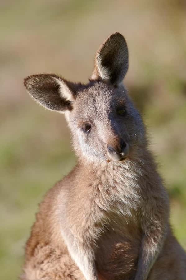 Melbourne：Phillip Island Tour 1 Day Tour - Who should book (and who may want to tweak the plan)