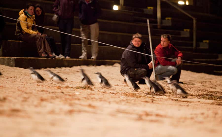 Melbourne: Phillip Island Tour & Penguin Parade - Getting from Melbourne to Phillip Island in one long, well-paced day