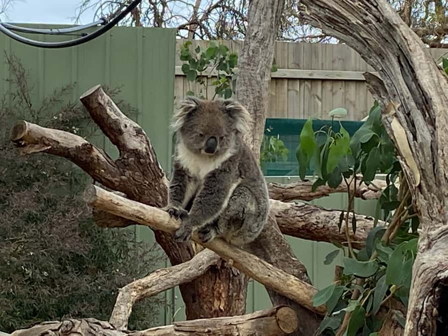 Melbourne: Phillip Island Tour & Penguin Parade - Nobbies and Seal Rock: the best coastline views on this route