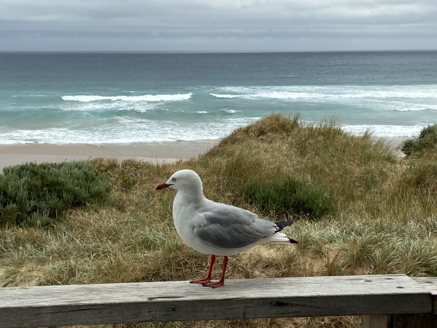 Melbourne: Phillip Island Tour & Penguin Parade - Penguin Parade: timing, platform viewing, and the camera rules