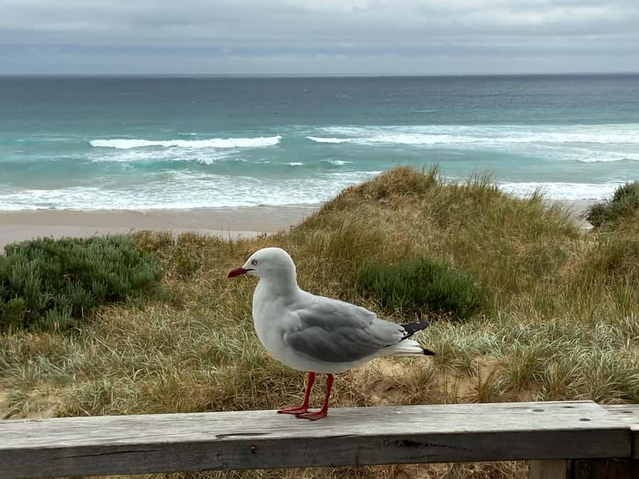 Melbourne: Phillip Island Tour & Penguin Parade - Should you book the Phillip Island Penguin Parade tour?