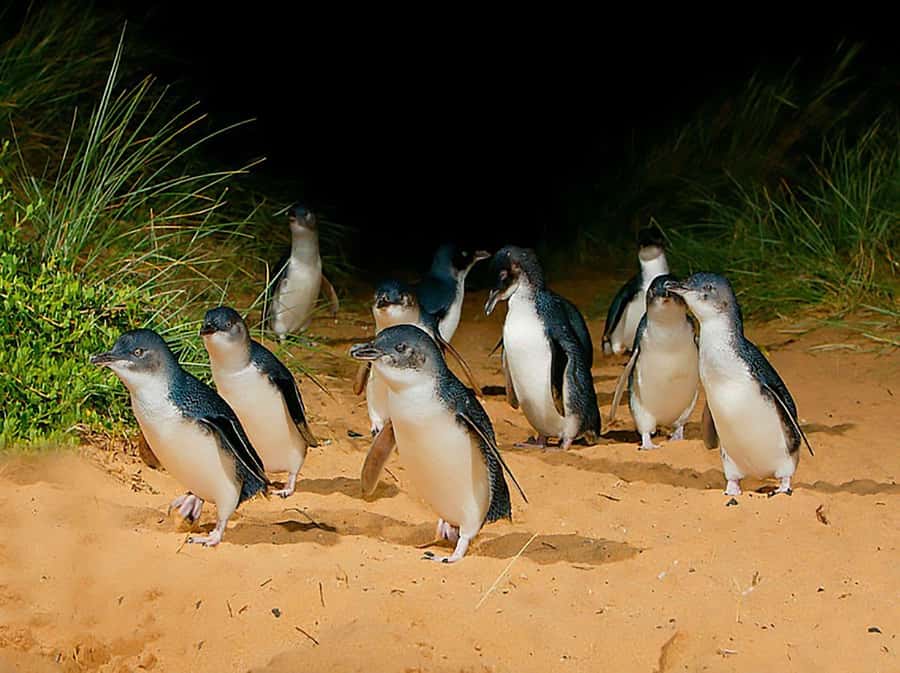 Melbourne: Phillip Island Tour w/ Hop-on Bus or Seal Cruise - Key highlights worth planning for