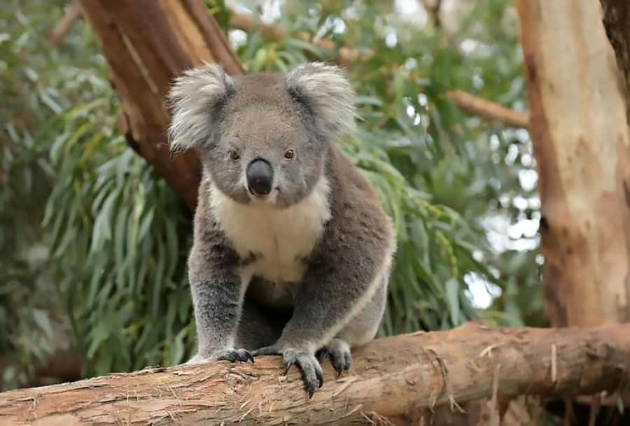 Melbourne: Phillip Island Tour w/ Hop-on Bus or Seal Cruise - Penguin Parade: where timing, temperature, and patience pay off