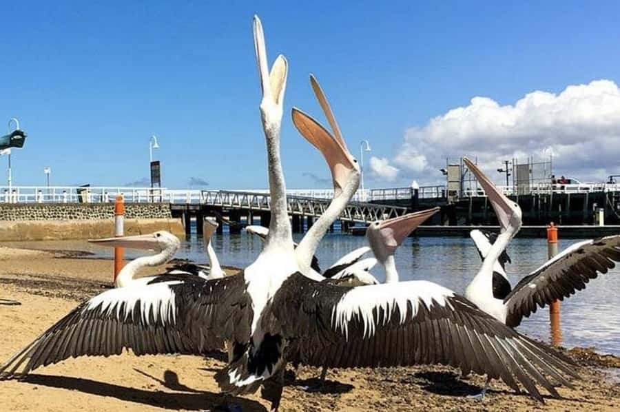 Melbourne: Phillip Island Tour w/ Hop-on Bus or Seal Cruise - Seal cruise route: what the 2 hours on the water really delivers