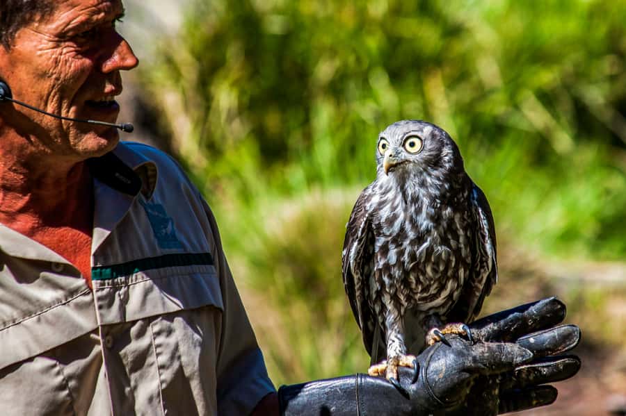 Melbourne: Puffing Billy & Healesville Sanctuary Scenic Tour - Key highlights to look for
