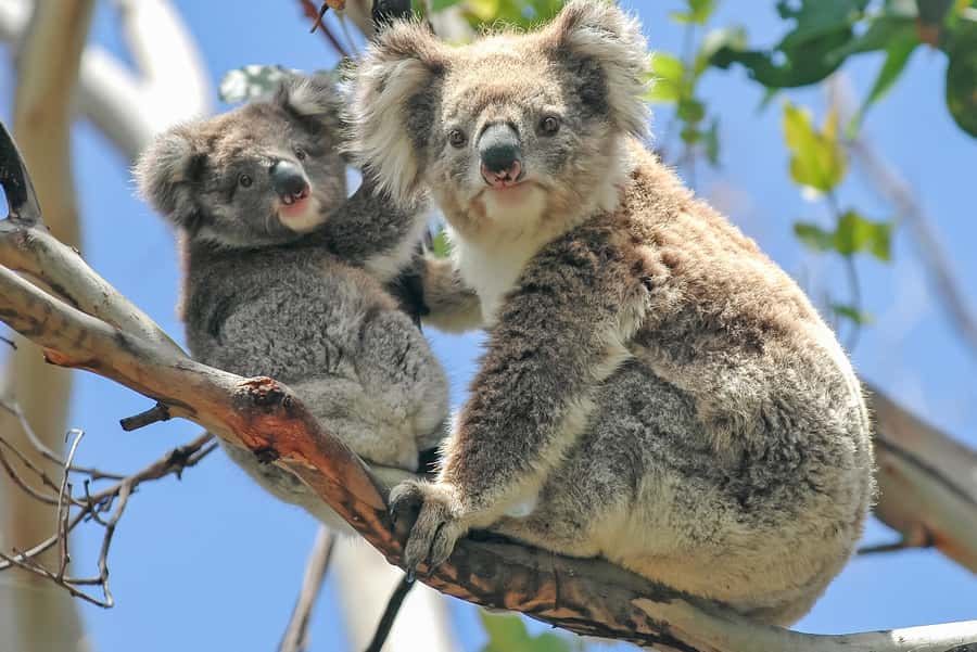 Melbourne: Puffing Billy & Healesville Sanctuary Scenic Tour - Central Melbourne Pickup to Belgrave: how the day gets easy