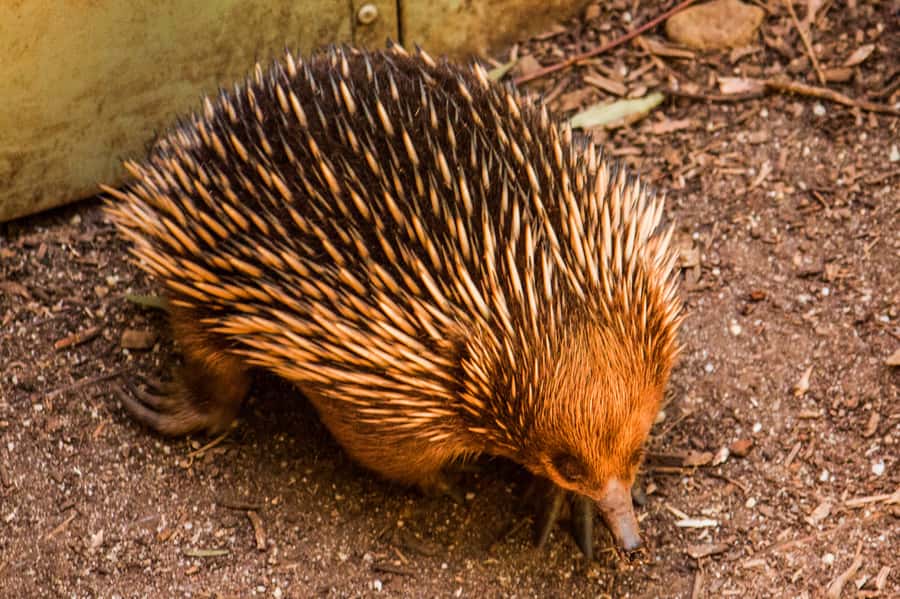 Melbourne: Puffing Billy & Healesville Sanctuary Scenic Tour - Emerald Lake Park walk and free time: where you slow down