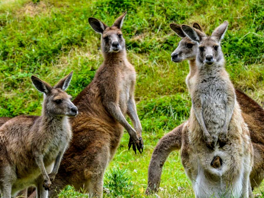 Melbourne: Puffing Billy & Healesville Sanctuary Scenic Tour - Yarra Valley Chocolaterie: free tastings as your easy finale