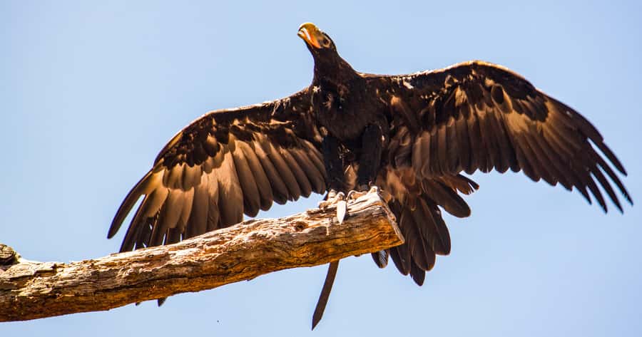 Melbourne: Puffing Billy & Healesville Sanctuary Scenic Tour - Price and value: is $162 a fair deal?