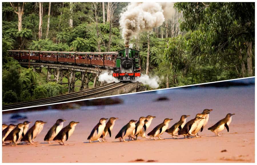 Melbourne: Puffing Billy Railway & Penguin Parade Day Tour - Key points before you go