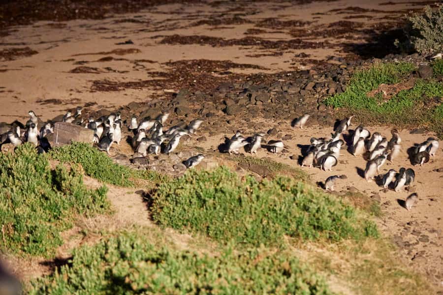 Melbourne: Puffing Billy Railway & Penguin Parade Day Tour - Penguin Parade at Sunset: Summerland Beach, Warm Layers, and the Timing Magic