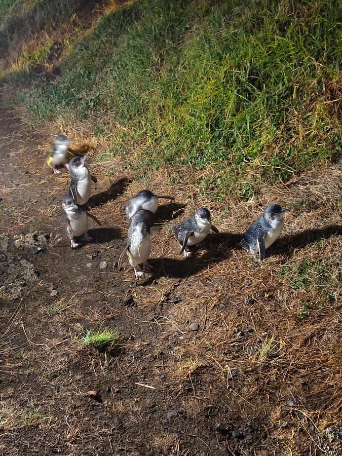 Melbourne: Puffing Billy Train and Penguin Island Day Tour - Puffing Billy Steam Train: The 30–60 Minutes That Change the Pace